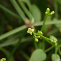 Rubia cordifolia L.